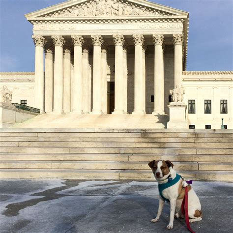 Cases of public interest find information on cases. Pin on The Dogs of Public Interest Law