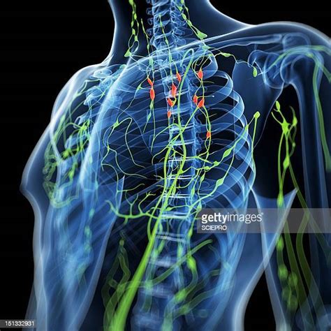 Lymph Nodes Anatomy Stock Fotos Und Bilder Getty Images