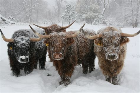 Scottish Highland Cattle Milligans Gander Hill Farm