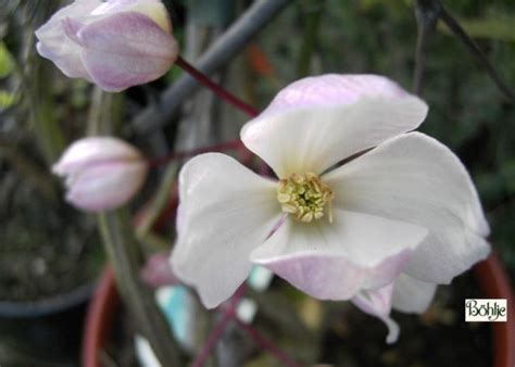 If required, prune immediately after flowering. Clematis armandii 'Apple Blossom' - Böhlje Pflanzenhandel GmbH