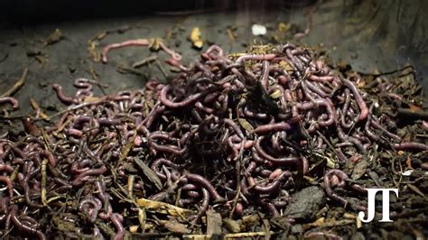 This Business Sells 25 Million Worth Of Worm Poop Every Year Youtube
