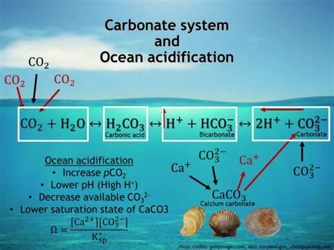 Chemistry Behind Ocean Acidification – Furman Greenbelt Sustainable