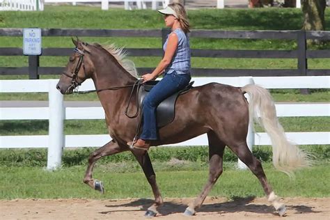 Built For Comfort 15 Of The Best Gaited Horse Breeds Horse Factbook