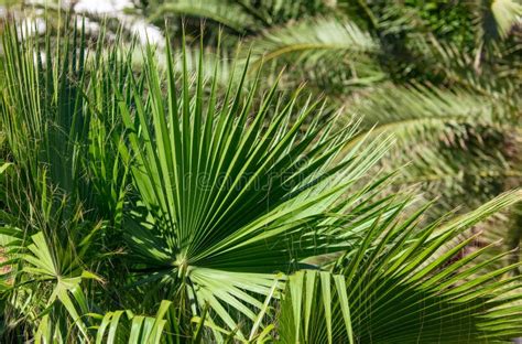Green Leaves On A Palm Tree In The Tropics Stock Image Image Of