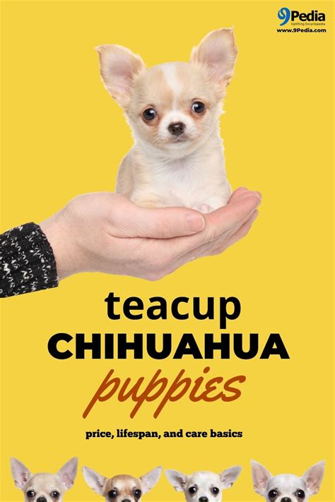 Learn how to care for your new puppy here. Teacup Chihuahua Puppies - Price, Lifespan, and Care Basics
