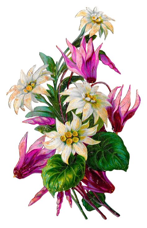 The Graphics Monarch: Vintage Flower Clip Art Royalty Free Floral
