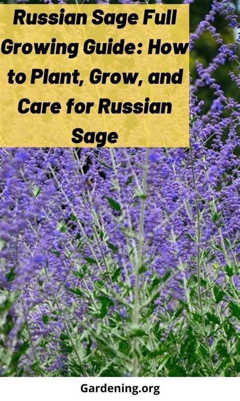 Russian Sage Is A Striking And Pretty Purple Flowering Plant That Is