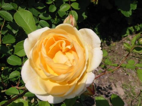 #davidaustinroses #roses #teasinggeorgia #teasinggeorgiarose #perennials #cutflowerfarm. PlantFiles Pictures: English Rose, Austin Rose 'Teasing ...