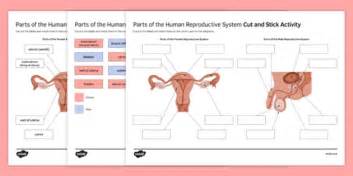 Human Reproductive System Cut And Stick Worksheet Ks3 Science