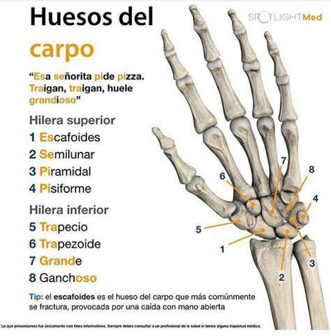 Huesos Del Carpo Anatomia Humana Huesos Anatomía Médica Anatomia Y