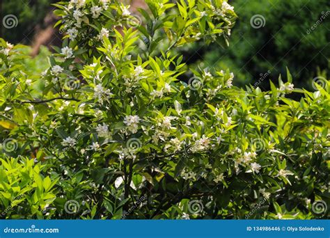 White Blossom Of Citrus Tree Close Up Stock Photo Image Of