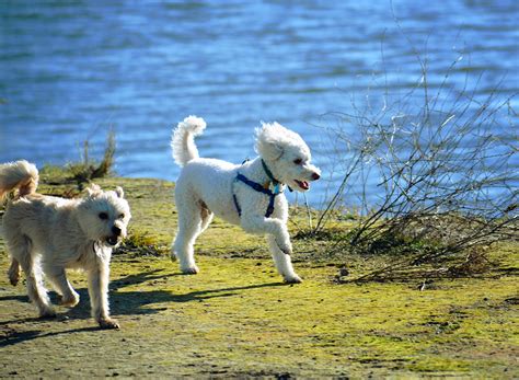 Out For A Run Small Dogs Running Outdoors Eric Sonstroem Flickr