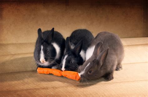 Three Cute Rabbits Eating A Carrot