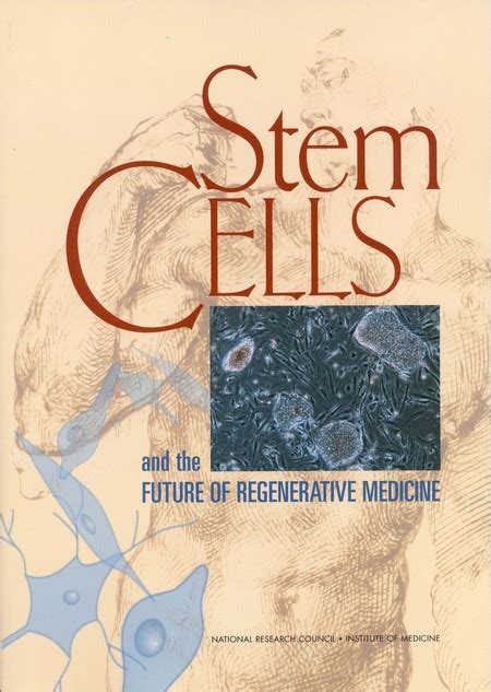 Stem Cells And The Future Of Regenerative Medicine The National