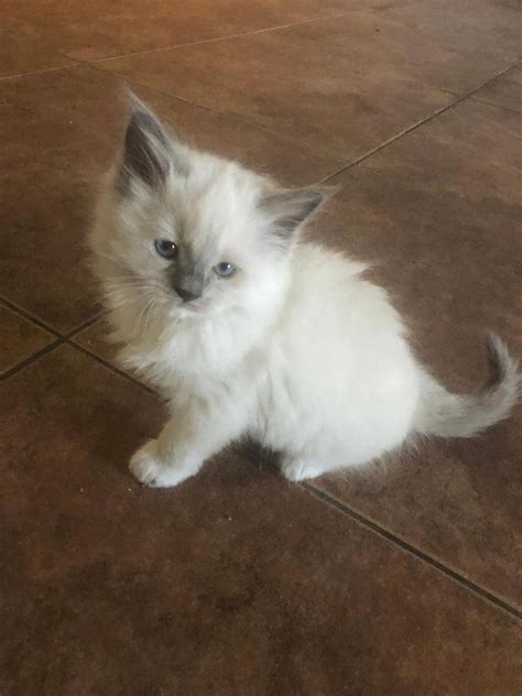 Beautiful Ragdoll Kittens FOR SALE ADOPTION from Sunshine ...