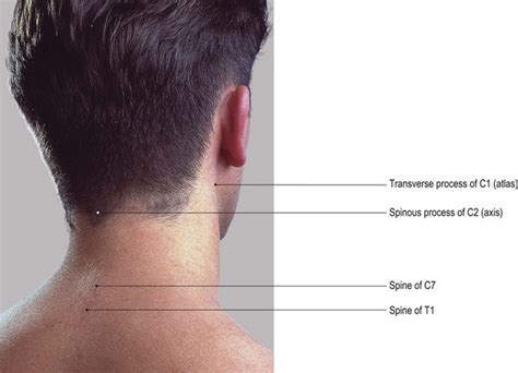The head and neck | Basicmedical Key