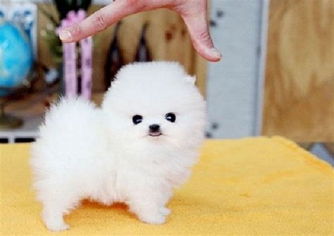 10 Cutest Small Dogs That Will Stay Small Forever Page 3 Cutestist