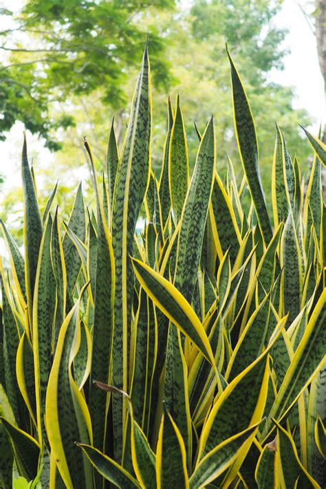 How To Grow Snake Plant The Easy Care House Plant With Great Looks