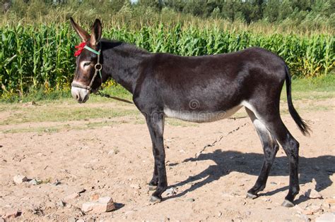 Donkey Stock Photo Image Of Horse Creature Herbivore
