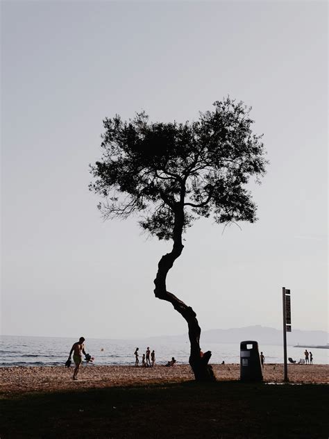 Silhouette Of Tree Photo Free Tree Image On Unsplash