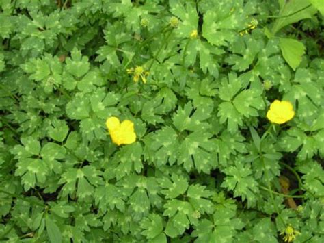 Check spelling or type a new query. Creeping buttercup- zone 4 perennial ground cover | Shade ...