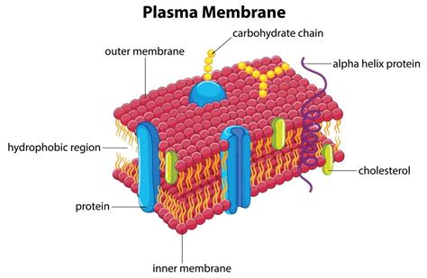 Labeled Diagram Of Plasma Membrane Elegant Functions Of The Plasma
