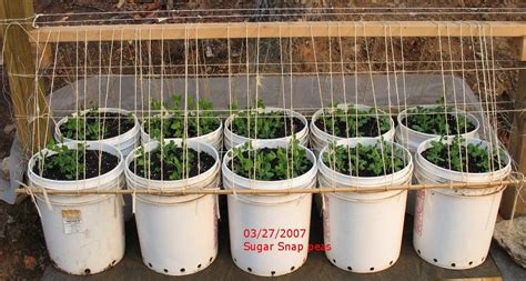 Growing Sugar Sap Peas In 5 Gallon Buckets Last Years
