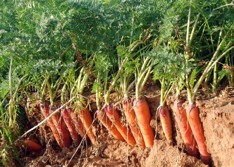 How To Plant Grow And Harvest Carrots Growing Carrots Carrots