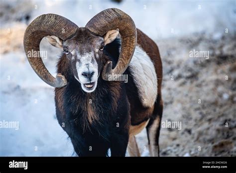 European Mouflon Of Corsica One Male Ovis Aries Musimon Opening Mouth
