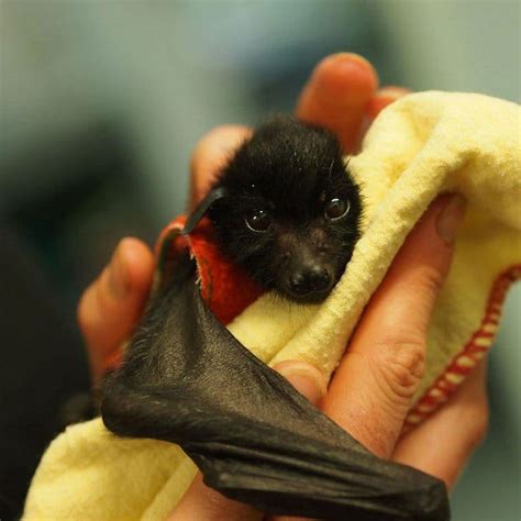 These Orphaned Baby Bats In Australia Have Found The Care They Need