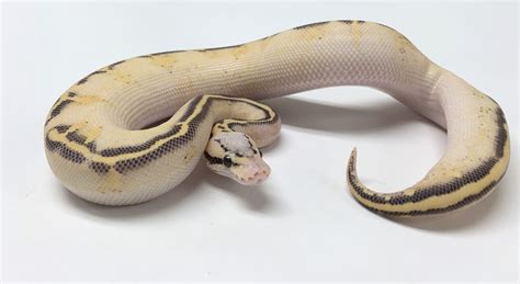 Pastel Highway Ball Python By Bhb Reptiles Morphmarket