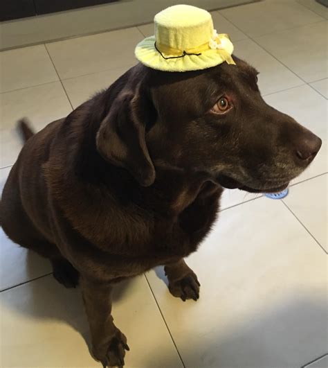 Dog With A Hat Aww
