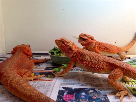 Bearded Dragon Breeders Canada Red Hot Chili Dragons