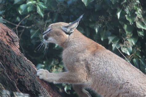 Caracals Are Good Climbers Zoo Photo Donar Reiskoffer Cc 12 Or