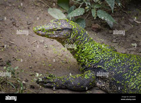 Indian Monitor Lizard Or Bengal Monitor Basking In Morning Sun Covered