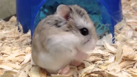 Baby Robo Hamster Is Super Cute Youtube