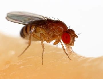 Any species that competes with us for food, invades lawns & gardens extension delivery system • develop florida ipm / bc website • compartmentalized areas. Entomology & Nematology News - Agriculture and Natural ...