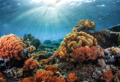 Marine Habitats Part Iii Life In A Coral Reef Community Dive Training Magazine Scuba