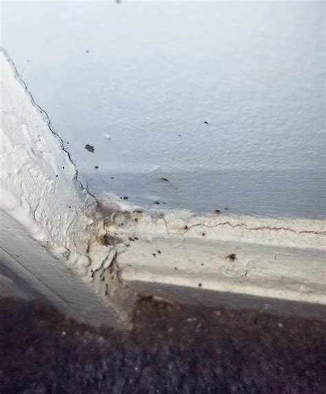Pests We Treat Severe Bed Bug Infestation In Red Bank Nj Bed Bugs
