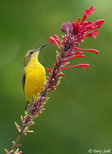 The most common olive backed sunbird material is linen. Olive-backed Sunbird Photos - Photographs - Pictures