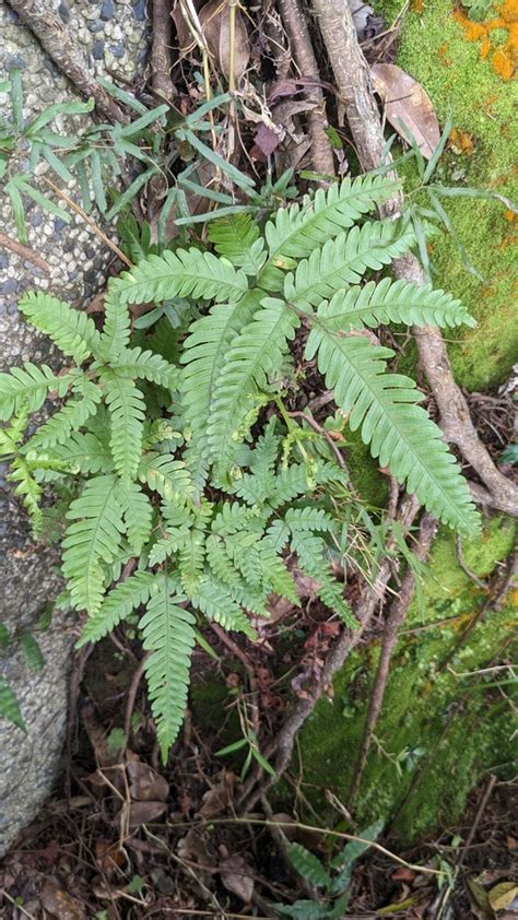 Pteris Fauriei In January 2023 By Cheng Te Hsu · Inaturalist