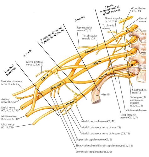Brachial Plexus Ulnar Nerve Spinal Nerve Upper Limb Anatomy Nerve