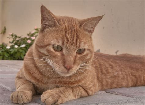 Local kittens fore sale is a participant in the amazon services llc associates program, an affiliate advertising program designed to provide a means for sites to earn advertising fees by advertising and linking to amazon.com Arabian Mau Cat Info, Personality, Kittens, Pictures | Cat ...