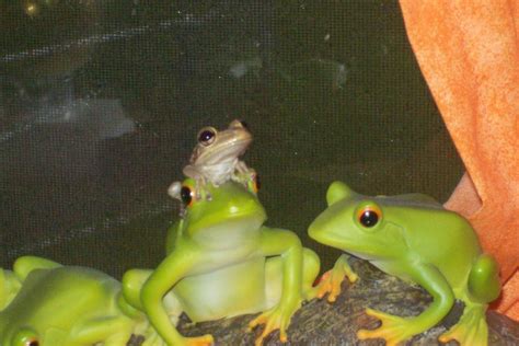 The Kids View Frog Friends