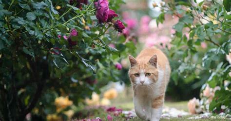 The vast majority of plants poisonous to your cat may be found in your yard or neighborhood. Are Roses Poisonous To Cats? | Are Roses Toxic?