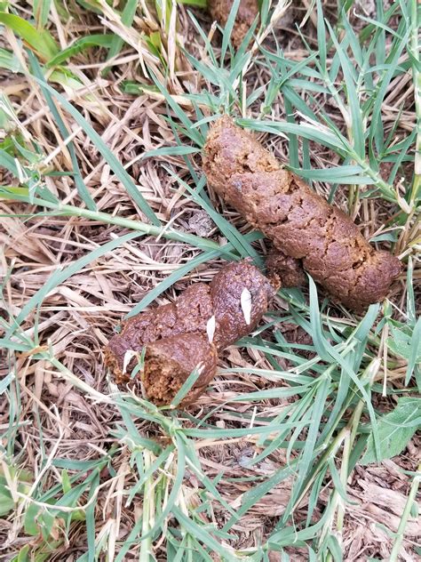 Identifying Dog Worms In Poop
