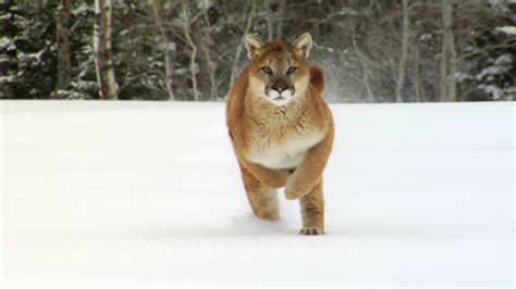 Mountain Lion Running In Winter Snow Youtube