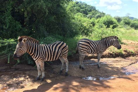 Johannesburg Lion Park And Pilanesberg Safari In Johannesburg My