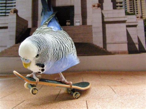 Budgies Are Awesome Week Of Skateboarding Budgies Day Two