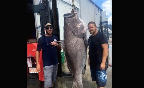 Massive Grouper Caught Off Florida Described As ‘fish Of A Lifetime